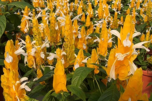 Yellow Shrimp Plants C789