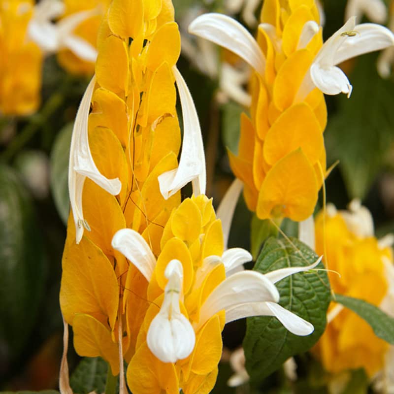 Yellow Shrimp Plants C789