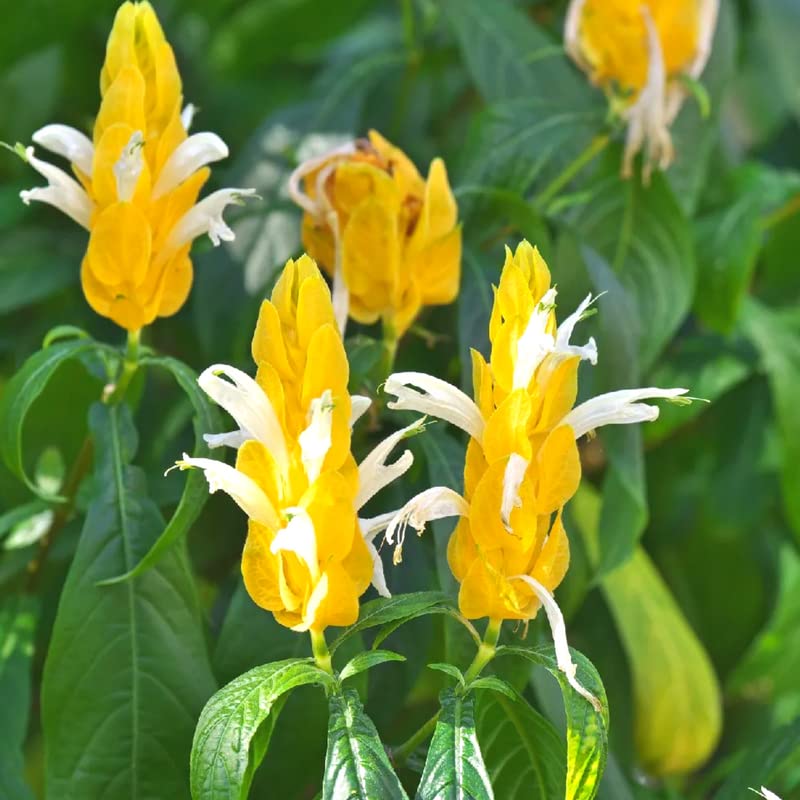 Yellow Shrimp Plants C789
