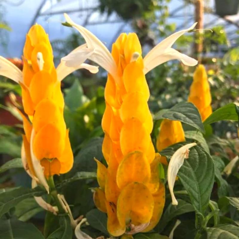 Yellow Shrimp Plants C789
