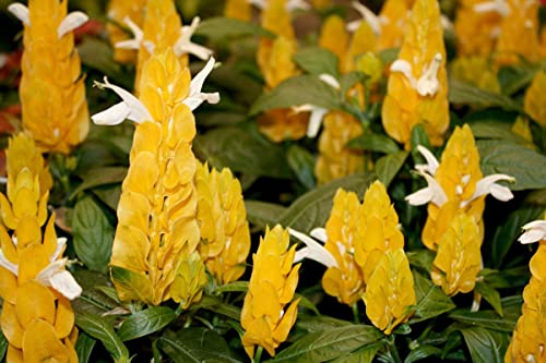 Yellow Shrimp Plants C789